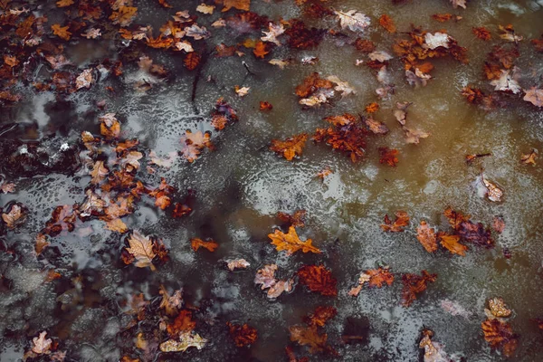 Folhas Outono Caídas Água Com Neve Derretida — Fotografia de Stock