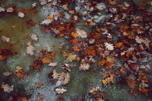 Fallna Höstlöv Vatten Med Smält Snö — Stockfoto