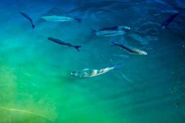 Suda balık, yakın görüş.