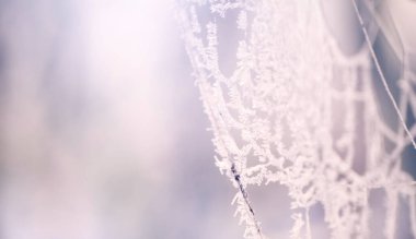 Ormanda donmuş örümcek ağı