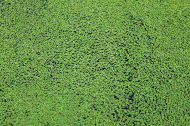 Yeşil ördek otu suyu kaplıyor.