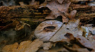 Ormanda mantar Lycoperdon perlatum
