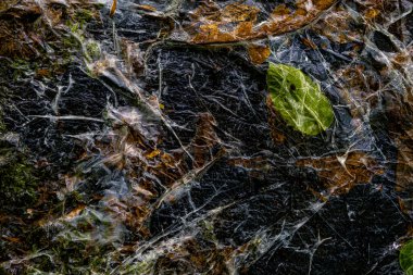 Doğa, ormanda plastik bir örtü altında ölür.