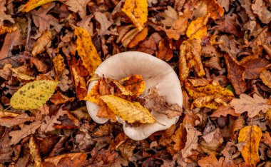 Sonbahar yaprakları arasında mantarlar