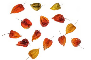 Physalis akekengi franchetii veya Çin feneri