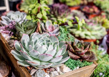 Çeşitli kaktüslü küçük saksılar.