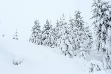 Köknar ağaçlarının üzerine kar yağıyordu.