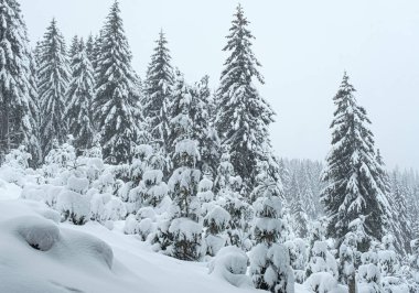 Köknar ağaçlarının üzerine kar yağıyordu.