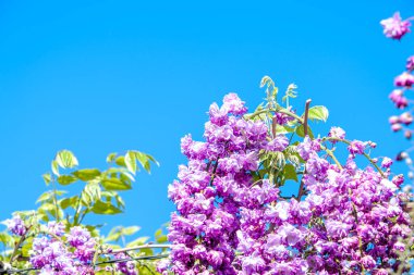 Bahar mevsiminde açan Wisteria Sinensis mor çiçekleri