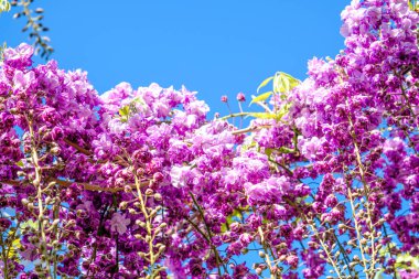 Bahar mevsiminde açan Wisteria Sinensis mor çiçekleri