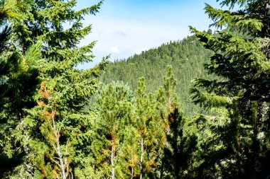 Romanya 'daki vahşi Retezat Milli Parkı manzarası