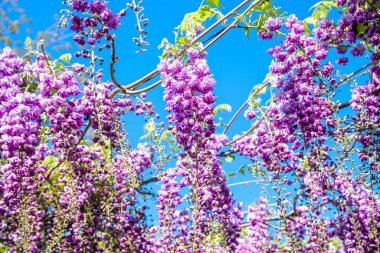 Bahar mevsiminde açan Wisteria Sinensis mor çiçekleri