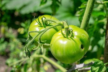 Bahçe yatağında yetişen olgunlaşmamış yeşil domatesler.