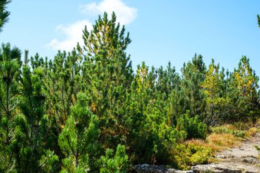 Romanya 'daki vahşi Retezat Milli Parkı manzarası