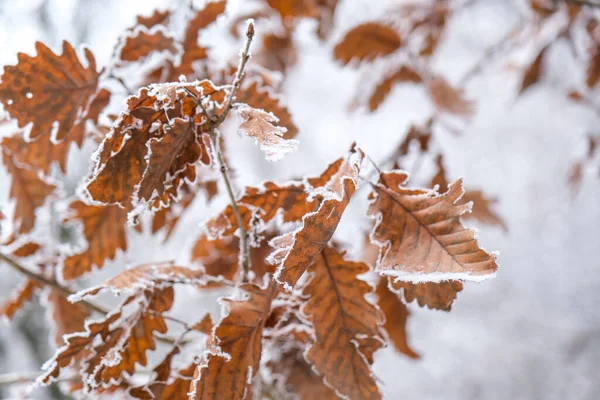 Bevroren Bladeren Het Bos — Stockfoto
