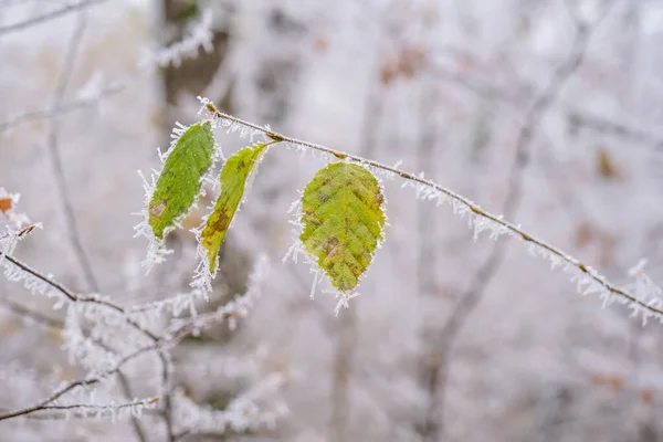 Bevroren Bladeren Het Bos — Stockfoto