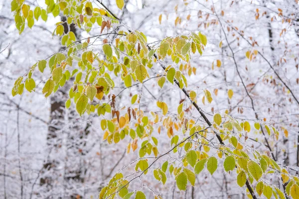 森林中冰冻的叶子 — 图库照片