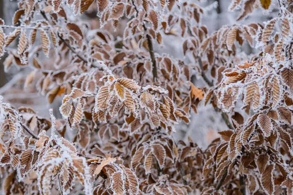 Bevroren Bladeren Het Bos — Stockfoto