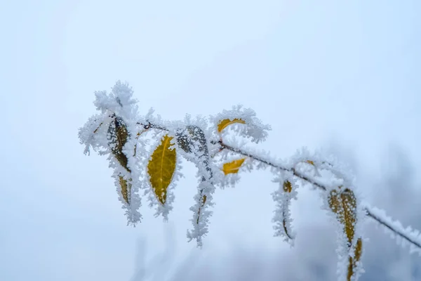 Bevroren Bladeren Het Bos — Stockfoto