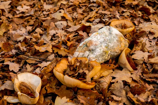 Grzyby Wiekowym Chlebie Jesiennym Lesie Grzybami — Zdjęcie stockowe