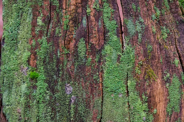 木の樹皮に緑の苔 — ストック写真