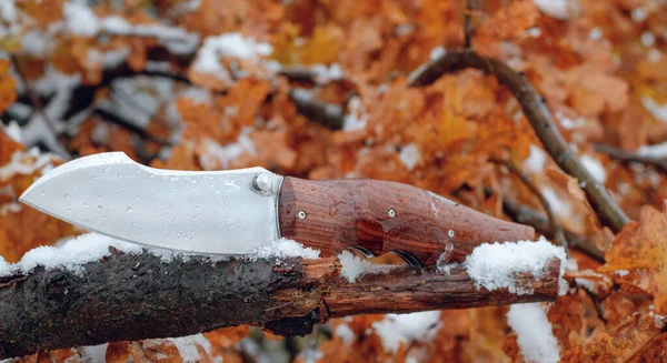 Ormandaki Bir Ağacın Dalında Bıçak — Stok fotoğraf