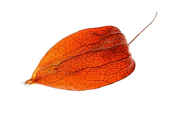 Macro Closeup Physalis Akekengi Franchetii Chinese Lantern — 스톡 사진