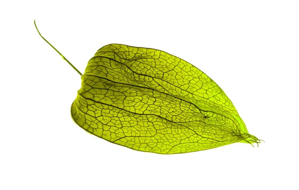 Macro Closeup Physalis Akekengi Franchetii Chinese Lantern — 스톡 사진