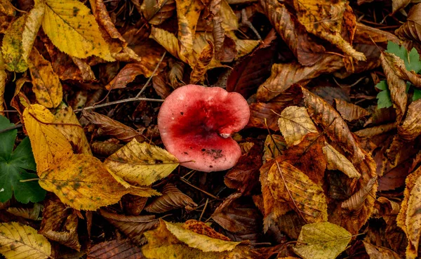 Cogumelos Entre Folhas Outono — Fotografia de Stock