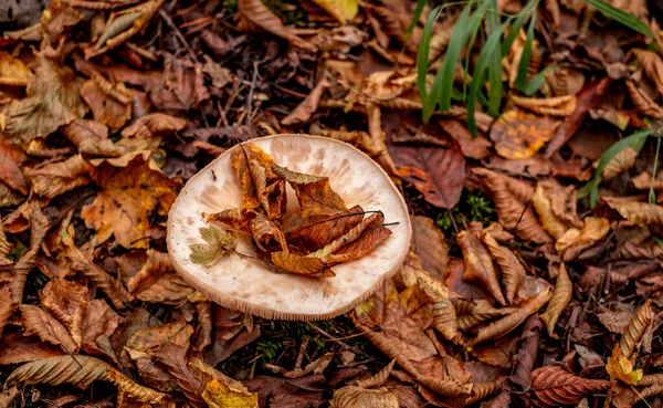 Funghi Tra Foglie Autunno — Foto Stock