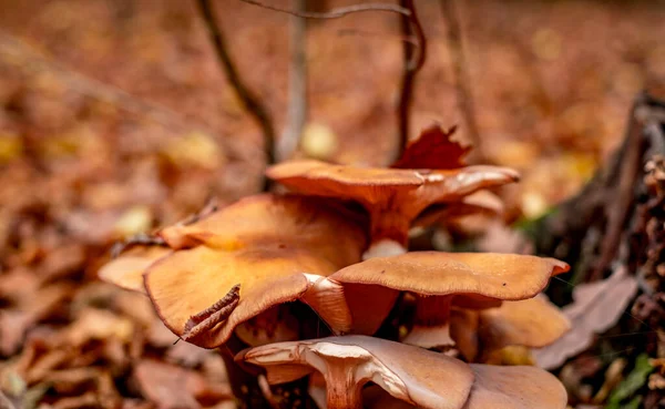 秋の紅葉の間のキノコ — ストック写真