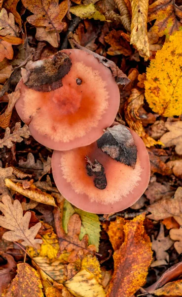 Mushrooms Autumn Leaves — Stock Photo, Image