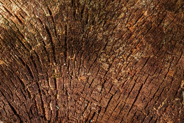 Старе Дерев Яне Дубове Різання Поверхні — стокове фото