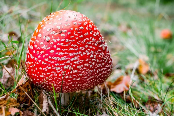 Feci Rospo Rosso Crescita Funghi Velenosi Nella Foresta — Foto Stock