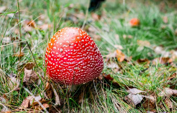 Feci Rospo Rosso Crescita Funghi Velenosi Nella Foresta — Foto Stock