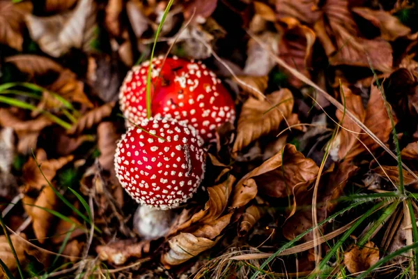 Feci Rospo Rosso Crescita Funghi Velenosi Nella Foresta — Foto Stock