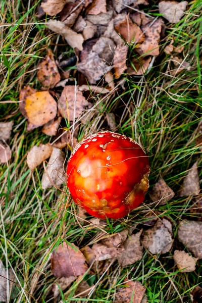 Taburete Rojo Crecimiento Venenoso Setas Bosque — Foto de Stock