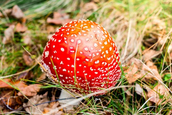Feci Rospo Rosso Crescita Funghi Velenosi Nella Foresta — Foto Stock