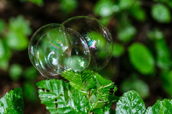 Soap Bubbles Leaves — Stock Photo, Image