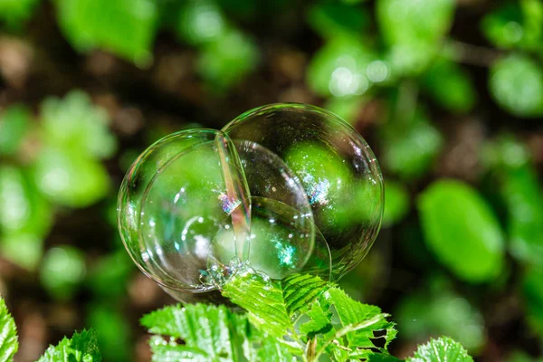 Soap Bubbles Leaves — Stock Photo, Image