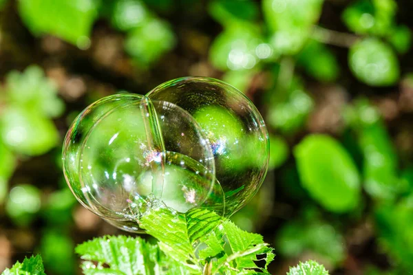Soap Bubbles Leaves — Stock Photo, Image