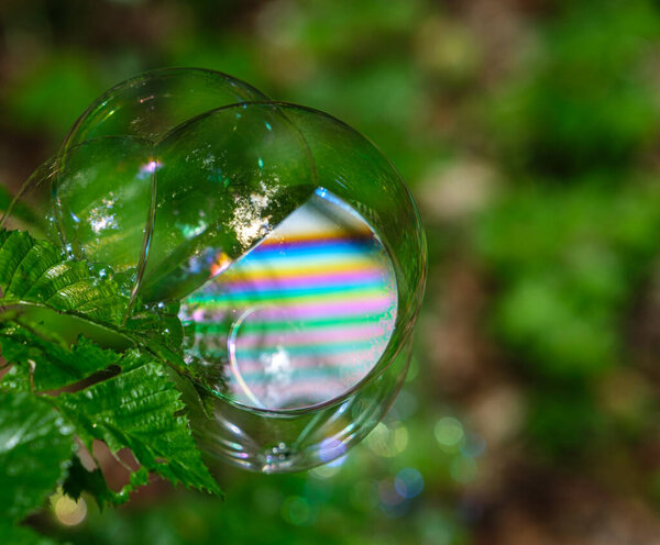 soap bubbles on the leaves