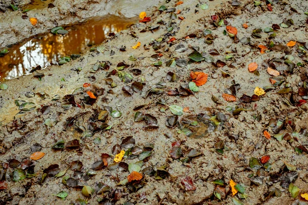 Çamurda araba izleri var.