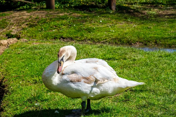 Cygne Blanc Dans Herbe — Photo