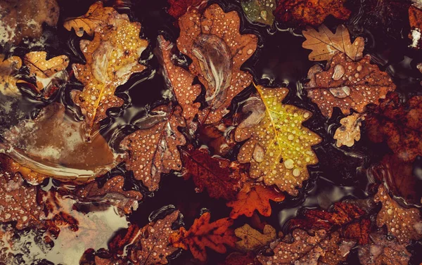 Krople Wody Jesiennych Liściach Pływające Wodzie Stopionym Śniegiem — Zdjęcie stockowe