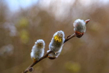 Bahar orman dalında sarı willow çiçekler