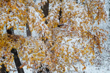 Karlı ormanda sarı yapraklı ağaç