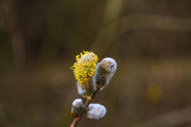 Bahar orman dalında sarı willow çiçekler