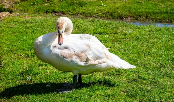 Cygne Blanc Dans Herbe — Photo