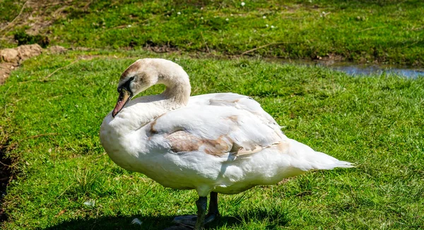 Bílá Labuť Trávě — Stock fotografie